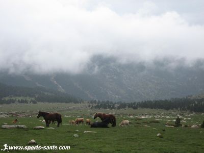 Photo de chevaux en semi-liberté dans le massif du Capcir