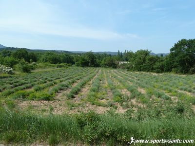 Photo de champ de lavande près de Vauvenargues en Provence