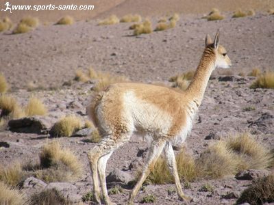 Photo d'une vigogne à Atacama Chili