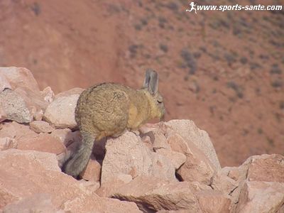 Photo d'une Viscache au désert d'Atacama