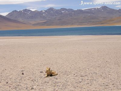 Photo du renard des Andes désert d'Atacama