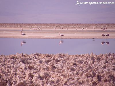 Photo de Flamants chiliens