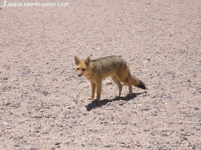 Photo d'un renard à la laguna Miscanti