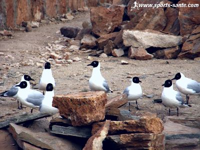 Photo de mouettes gaviota laguna miscanti Chile