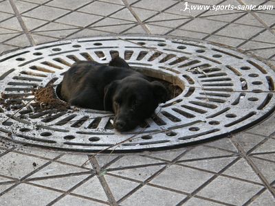 Photo d'un chien à la Plaza de Armas à Santiago du Chili