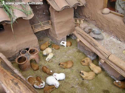 Photo de cochons d'Inde au Pérou