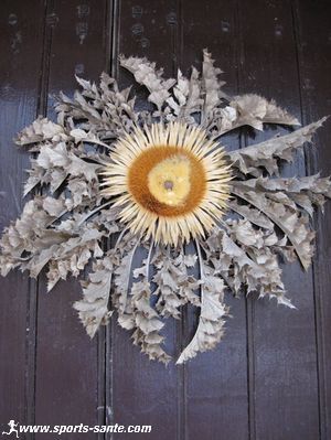 La Cardabelle, fleur symbole des Causses du Larzac, Région Midi Pyrénées