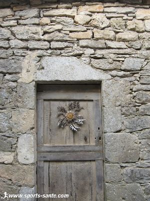 Photo fleur de cardabelle