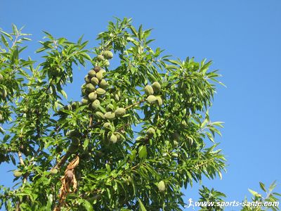 Photo d'amandes sauvages dans la garrigue