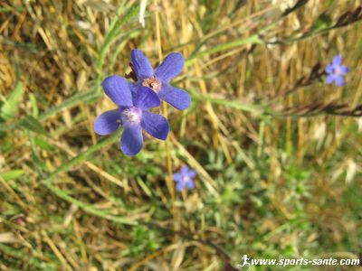 Photos de fruits, fleurs et arbustes de la garrigue à Montblanc Hérault