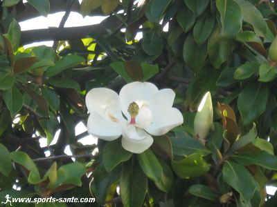 Photo de tulipier ou magnolia en fleurs