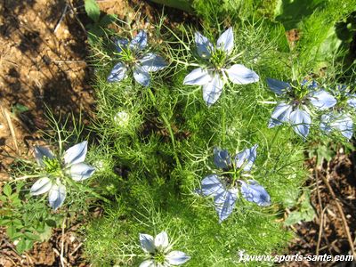 Photo de fleurs bleues des garrigues