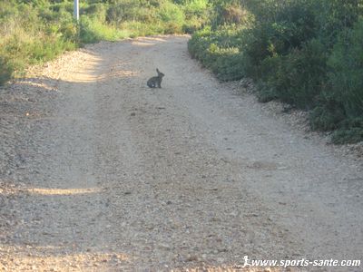 Photo d'un lapin de garenne dans la garrigue montblanaise.