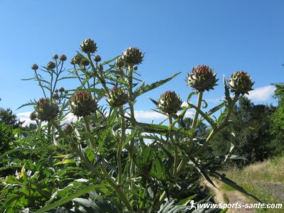 Photo d'artichauts sauvages à Montblanc près de Pézenas Hérault.