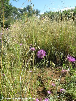 Photo d'avoine folle et de mauve à Montblanc.