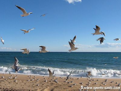 Photo de mouettes sur la plage de Lloret del mar