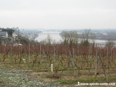 Photo du vignoble à Saumur