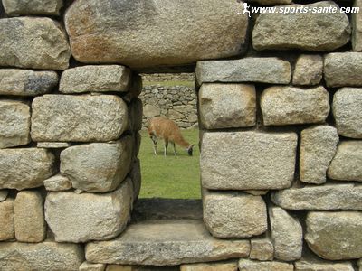 Photo de lama au temple du Soleil à Macchu Pichu