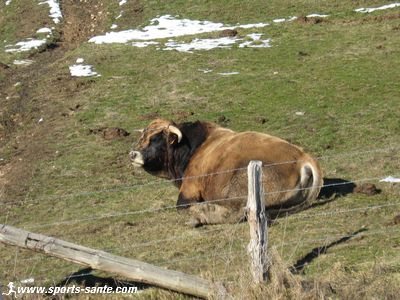 Photo de taureau de l'Aubrac