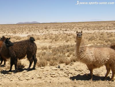 Photo de lamas sur l'Altiplano 