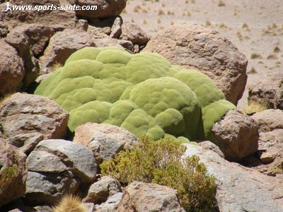 Photo d'une yareta dans le désert de Siloli Bolivie