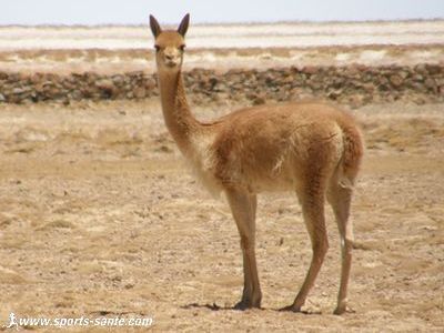 Photo de Vigogne à Siloli Bolivie