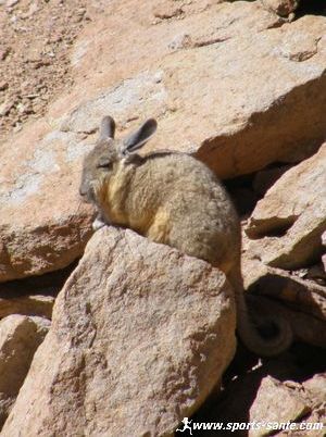 Photo de viscache à Siloli Bolivie