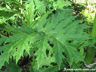 Photo de la feuille de la Berce du Caucaze