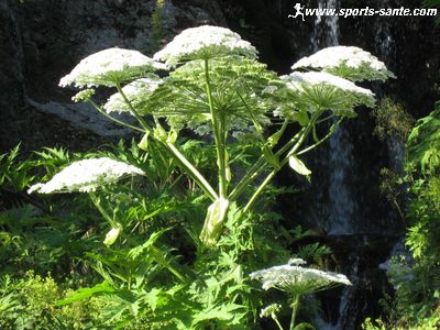 Photo des fleurs de la Berce du Caucase