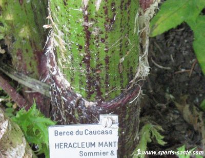 Photo de la tige de la Berce du Caucase