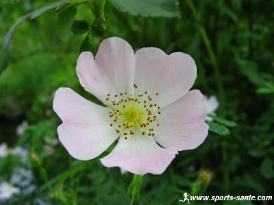 Les Fleurs de Bach : principe et mode d'action