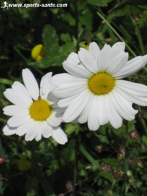 Photo de Grande Marguerite