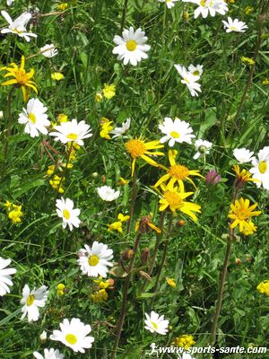 Photo de marguerites dans la prairie
