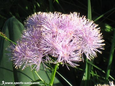 Photo de panicule de fleurs de Pigamon