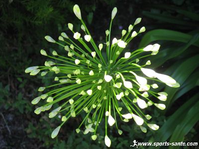 Fleur de Bretagne : l'agapanthe