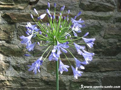 Photo de fleurs d'agapanthe