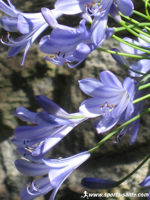 Photo détail de fleur d'agapanthe