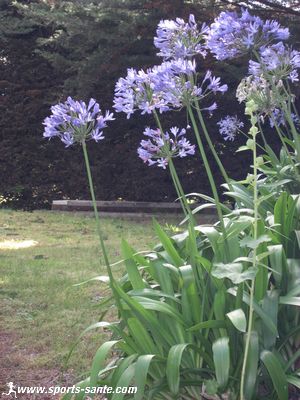 Photo d'agapanthes