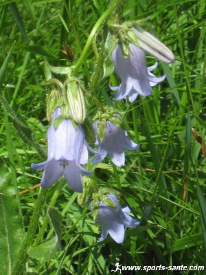 Fleur des alpes campanule barbue