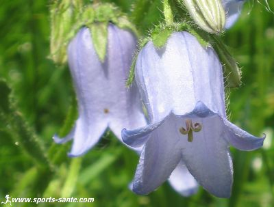 Fleur bleue des Alpes : la Campanule barbue