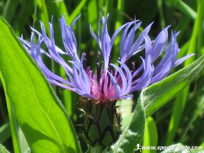 Fleur bleue des Alpes : la Centaurée des montagnes ou Bleuet vivace