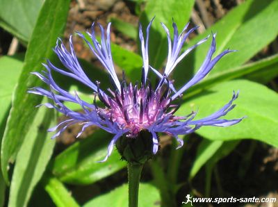 Photo de fleur de bleuet