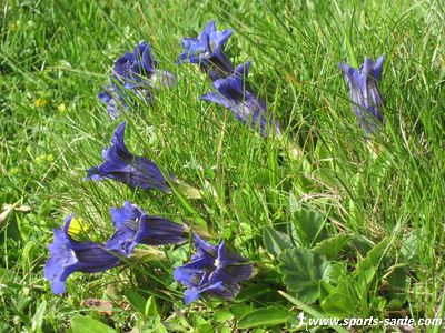 Photo de gentianes bleues 