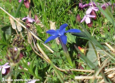 Photo de gentiane de printemps de profil