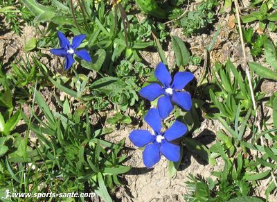 Image de gentiane bleue