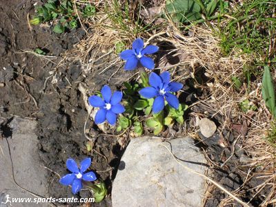 Fleur bleue des Alpes : la Gentiane printanière