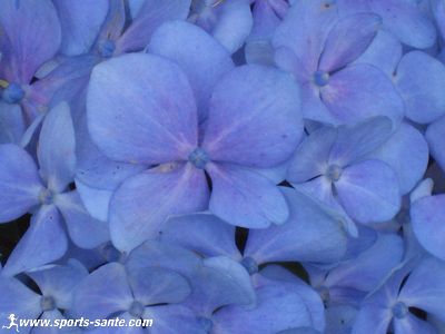 Macro de fleur d'hortensia