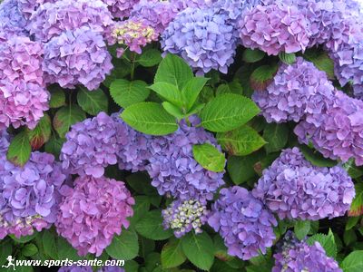 L'hortensia fleur emblématique des côtes bretonnes