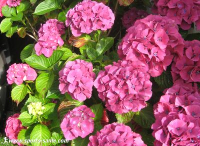 photo de fleurs d'hortensia rose-fushia 