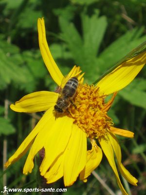 Image d'abeille sur arnica